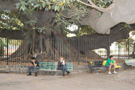 Ein riseiger Ombú-Baum, auch Elefantenbaum genannt, in einem der Parks. Dies sind risiege Baeume...