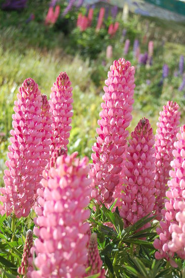 Wir haben Glueck und hier bluehen zur Zeit viele schoene Blumen.