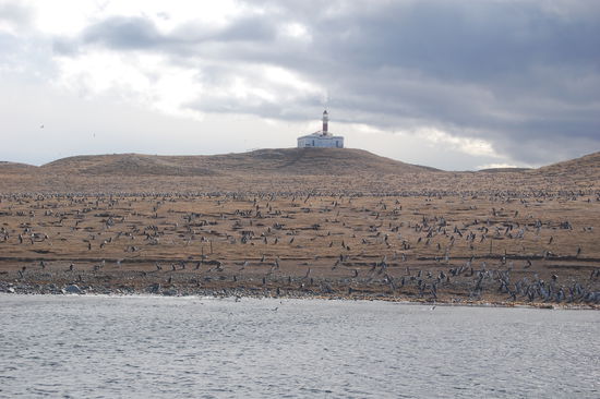 Der Leuchtturm der Insel und jede Menge Pinguine.