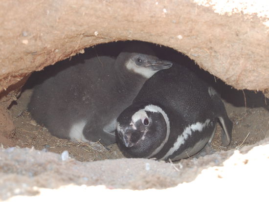 Mama mit Baby in der Bruthoehle.