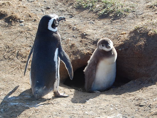 Die Jungtiere erkennt man an dem flauschig aussehenden Gefieder.