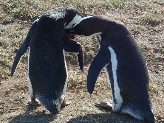 Ein Paerchen bei der Gefiederpflege.
