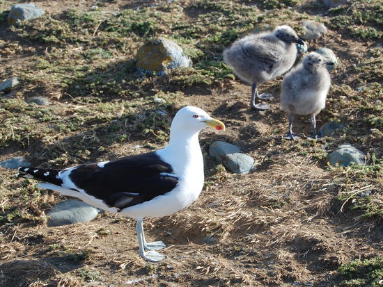 Eine Moewe mit Jungtieren.