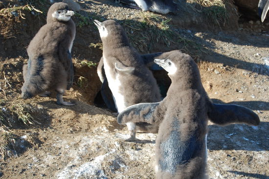 Diese Kleinen verlieren schon ihr Jugendgefieder.