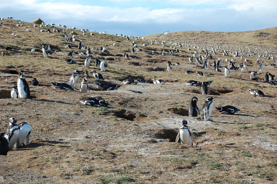 Hier sieht man nochmal ganz viele Bruthoehlen.