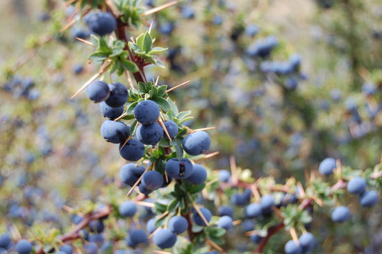 Diese Frucht heisst Calafate und ist eigentlich eine Blaubeere (Stefan hats getestet). Hier gibt es Marmelade, Tee usw. davon.