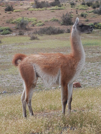 Ein Guanako