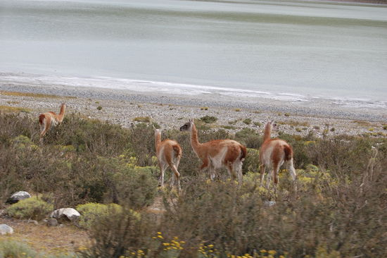 Guanakos an der Laguna Amarga