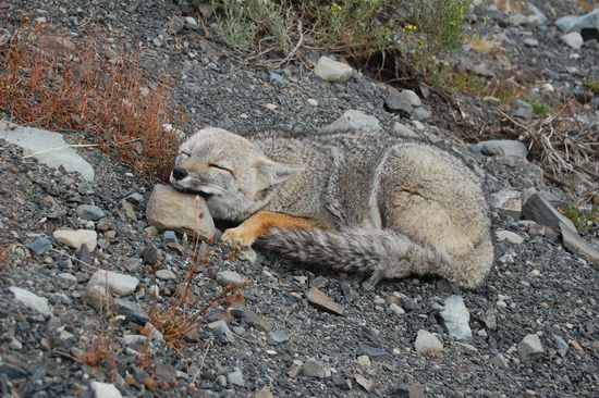 Hier ein ausgewachsener schlafender Graufuchs.