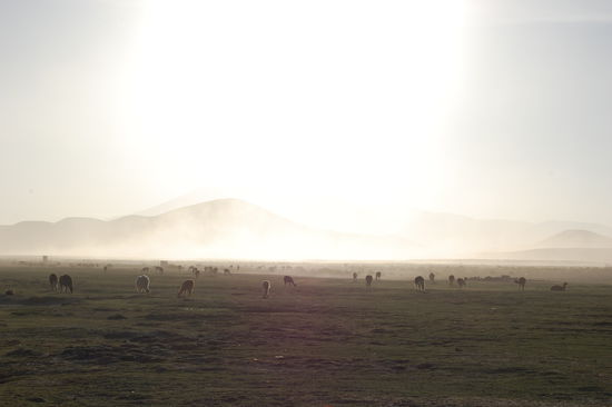 ...und ganz viele Lamas...