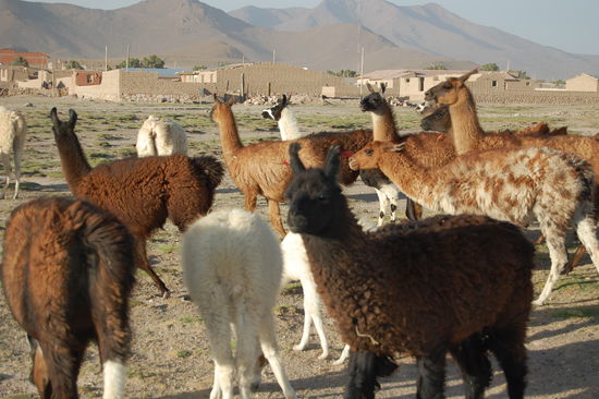 ...und wieder Lamas!