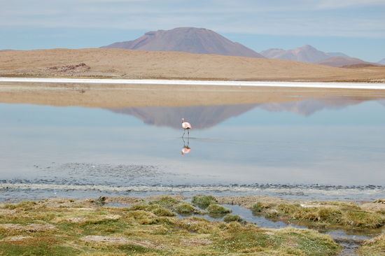 Laguna Blanca mit Flamingo.