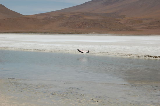 Losfliegender Flamingo.