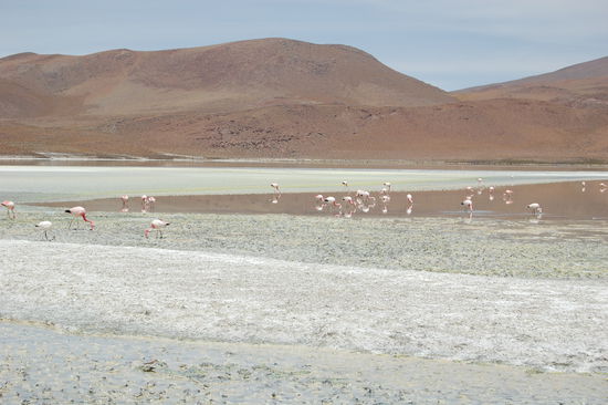 Laguna Blanca mit vielen Flamingos.
