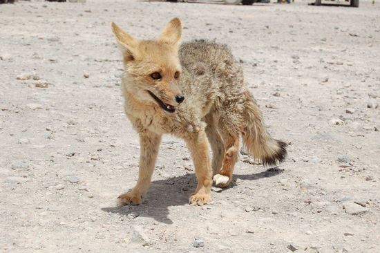 Ist der nicht suess?