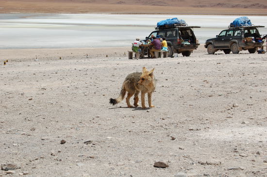 Ein Fuchs schleicht um die Jeeps herum, in der Hoffnung, etwas vom Mittagessen abzubekommen 