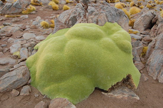 Eine Yareta, sieht aus wie Moos, ist aber richtig hart.