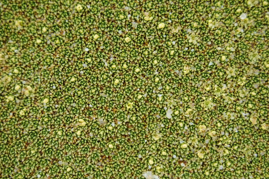 Nahaufnahme der Yareta und die weissen Punkte sind Schnee.