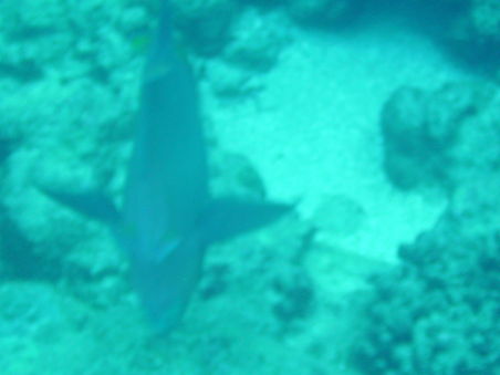 Leider sind die Bilder alle total unscharf von den Fischen, da ich es einfach nicht geschafft habe, die Kamera ruhig zu halten.