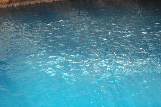 Das sind alles Fische, die so weit oben an der Oberflaeche schwimmen, weil sie dort fressen (ich weiss leider nicht mehr was).