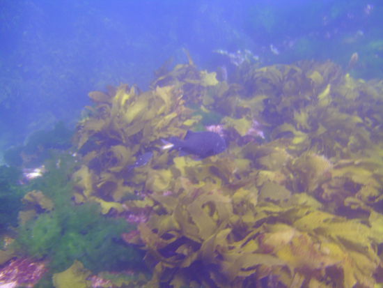 Was aber total ungewohnt war am Anfang, hier gibt es riesige Wasserpflanzen, die sich hin- und herbewegen, sodass man keinen Boden sieht und sich einfach nur alles bewegt unter einem.