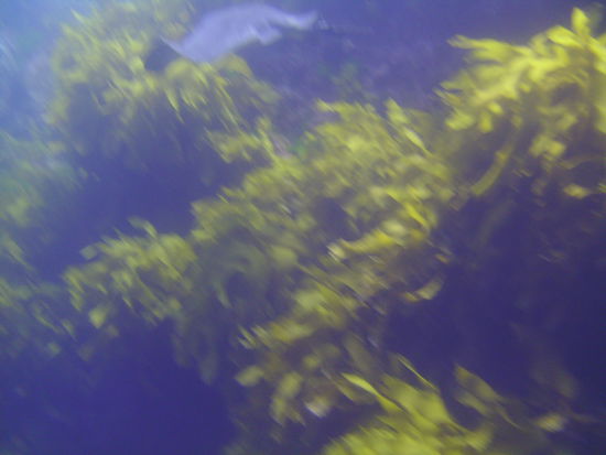 Hier sieht man gerade noch einen Stachelrochen. Durch die Kaelte des Wasser, haben sich die Batterien unserer Kamera total schnell entladen und immer wenn ein Rochen ganz nah war, funktionierte die Kamera nicht *grrr*