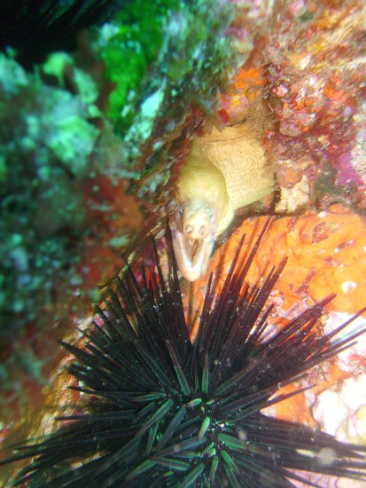 Hier eine gelbe Muraene und im Vordergrund ein Seeigel.