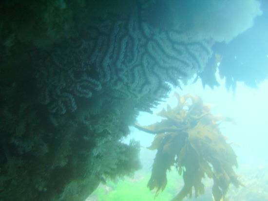 Das ist eine ganz spezielle Korallenart, die es wohl nur ganz selten gibt.