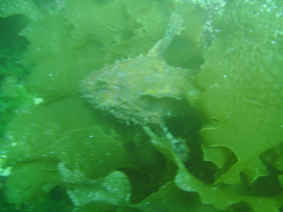 Ein Scorpionfisch (giftig)