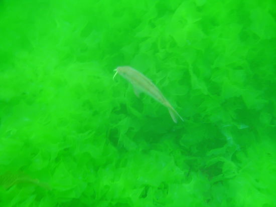 Dieser Kerl hat zwei Barthaare 