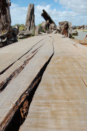 Kauri-Baum im Querschnitt.