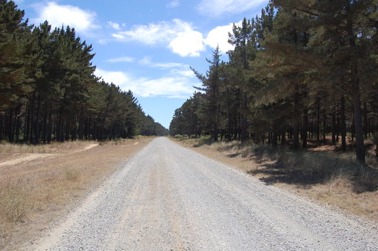Am naechsten Morgen machten wir uns auf den Weg zum Ninety Mile Beach. Bevor man zum Strand gelangt, faehrt man erstmal durch einen Kiefernwald!