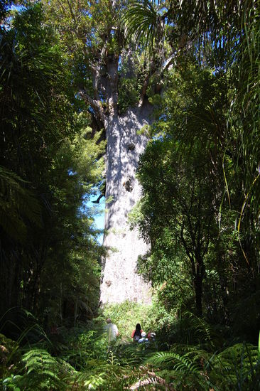Tane Mahuta (Gott des Waldes).
An den Leuten davor sieht man, wie gigantisch diese Baeume sind.
