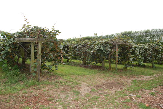Die Kiwibaeume erinnern ein bisschen an Weinreben, da sie auch an Holzlatten nach oben gebunden werden und in Reihen nebeneinander stehen.