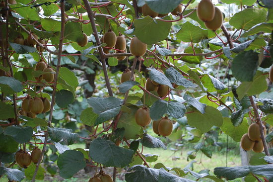 Und so sieht das dann von Nahem aus.