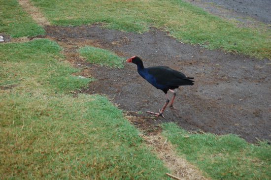Diesen flugunfaehige Volgel nennt man Takahe.