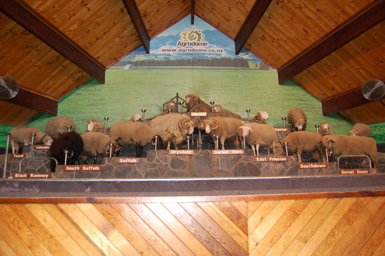 Hier die 16 Schafarten, an oberste Stelle steht natuerlich das Merino Schaf.