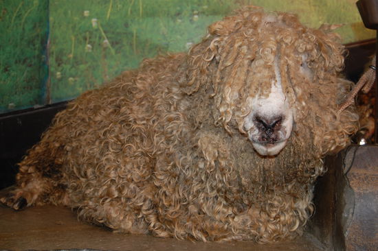 Unser absoluter Favorit, das Rastalockenschaf 