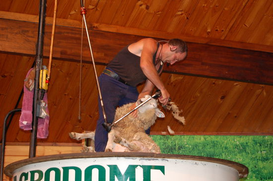 Schafschaerer bei der Arbeit.