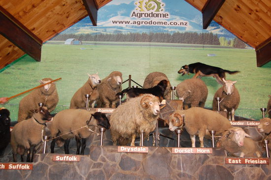 Die Hunde rasen ueber die Schafe.