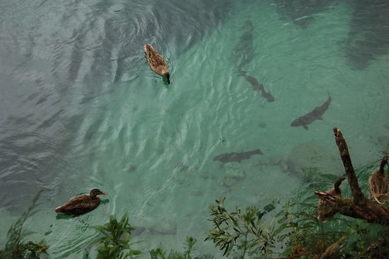 Wir konnten nicht an den Fische und Enten vorbeigehen, ohne sie zu fuettern. Dabei lieferten sie sich einen regelrechten Kampf, den meistens die Enten gewannen.
