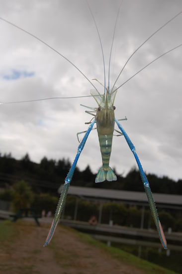 Schon komisch, dass die erstmal blau sind!?