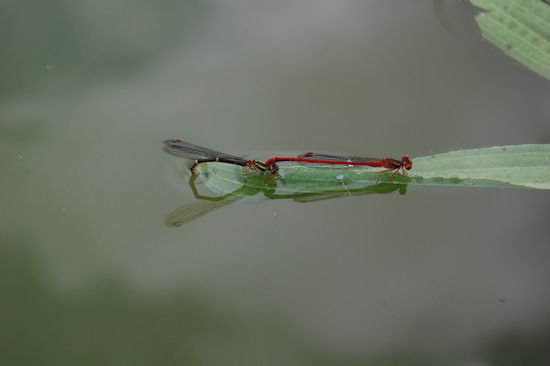 Ein Libellenpaerchen.