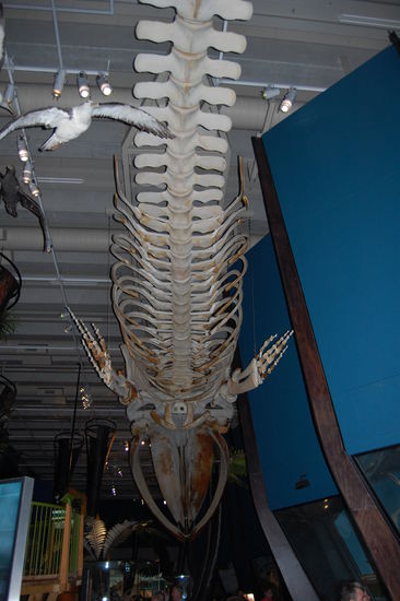 Ein riesiges Walskelett.