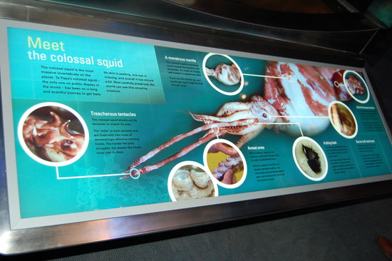 An den Tentakeln z.B, sind richtige Krallen womit sie ihre Opfer nicht mehr loslassen und ihre Augen sind so gross wie ein Basketball!!!