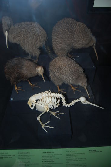 Hier sieht man verschiedene Kiwiarten und ein Kiwiskelett.