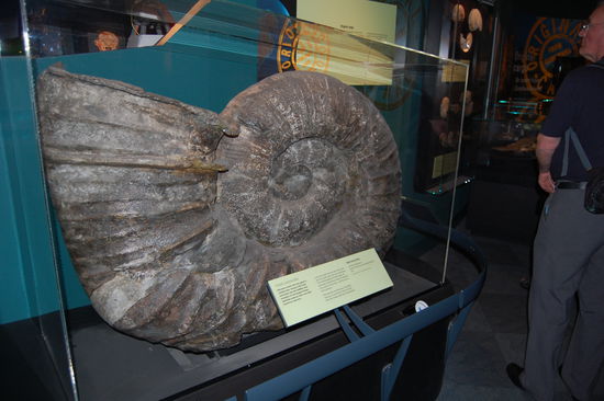 Riesige Fossilien, die man hier in Neuseeland fand.