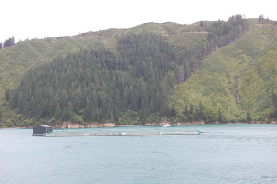 Ein Zuchtbecken fuer Muscheln.