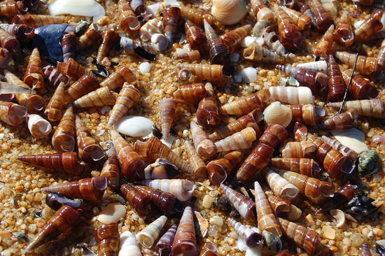 Ganz viele Muscheln an einem der Straende...