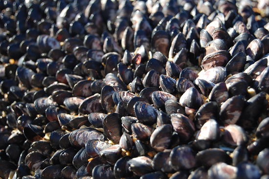 Muscheln die an den Felsen haengen und bei Ebbe an der Oberflaeche sind.